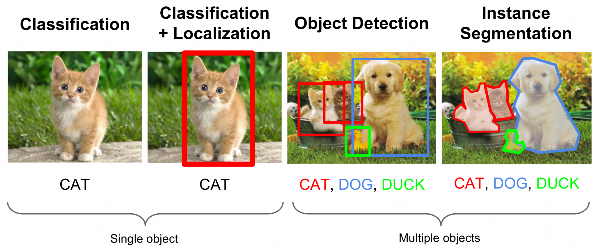 dog and cat classification